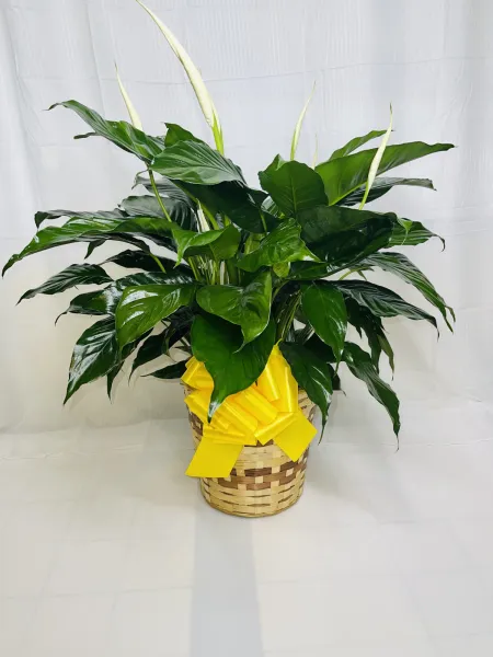 Large Peace Lily — Alabaster Florist