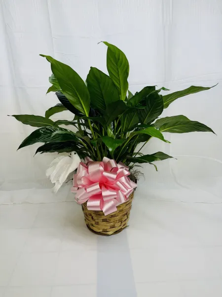 Small Peace Lily — Alabaster Florist