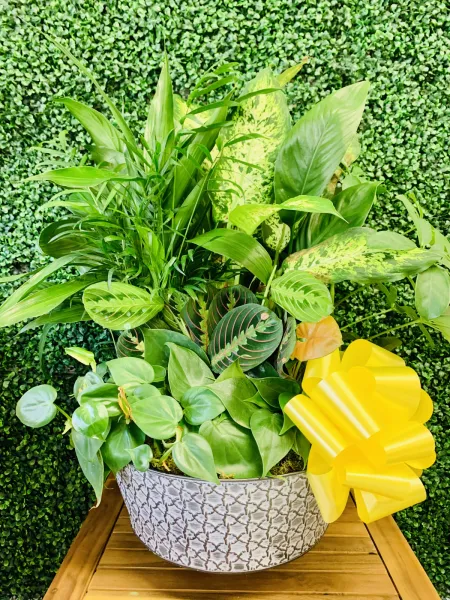 Large Garden Dish — Alabaster Florist