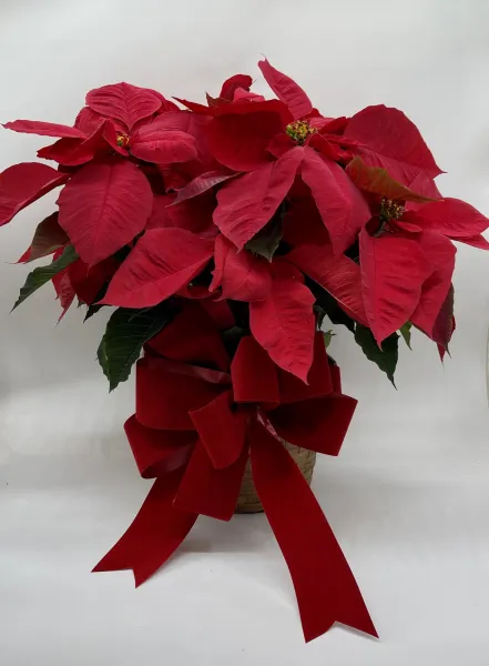 Poinsettia — Alabaster Florist